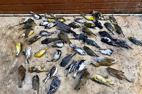 鳥死|大都会で起きている、渡り鳥の大量死 事故を防ぐためにできる。